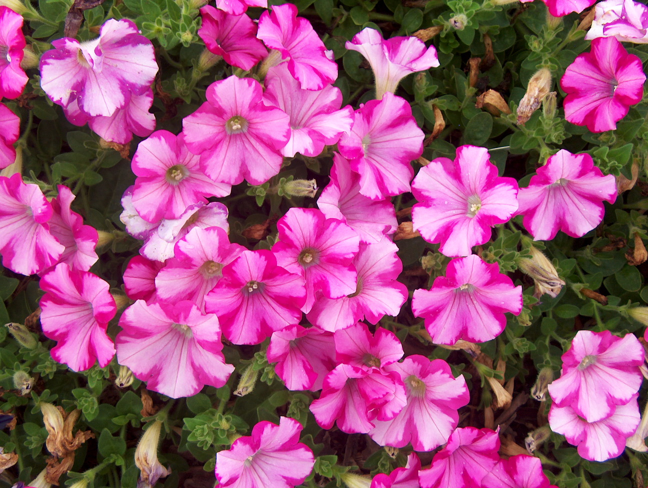 Online Plant Guide Petunia 'Raspberry Blast' / Raspberry Blast Petunia